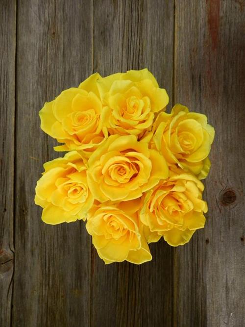 SONRISA  YELLOW ROSES